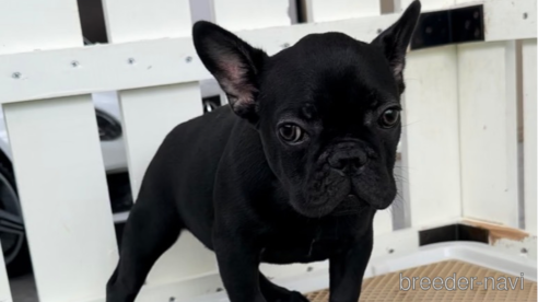 成約済の福岡県のフレンチブルドッグ-296767の8枚目