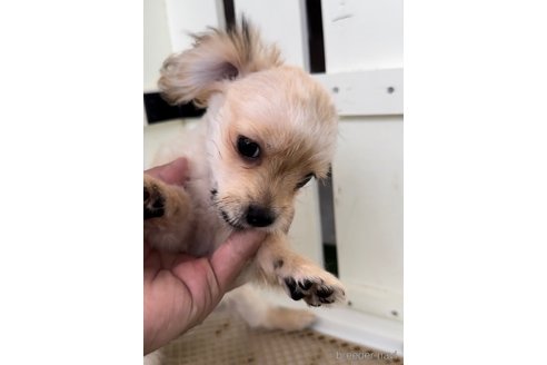 成約済の福岡県のチワマル:チワワ×マルチーズ-302755の2枚目