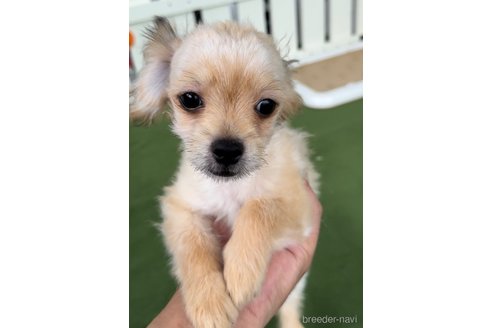 成約済の福岡県のチワマル:チワワ×マルチーズ-302755の4枚目