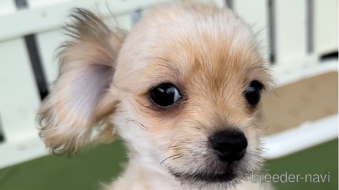 成約済の福岡県のチワマル:チワワ×マルチーズ-302755の1枚目