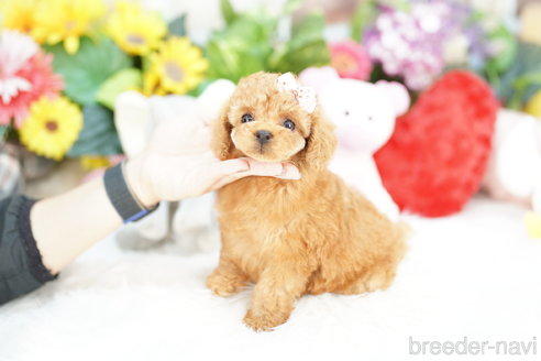 成約済の埼玉県のトイプードル-313576の4枚目