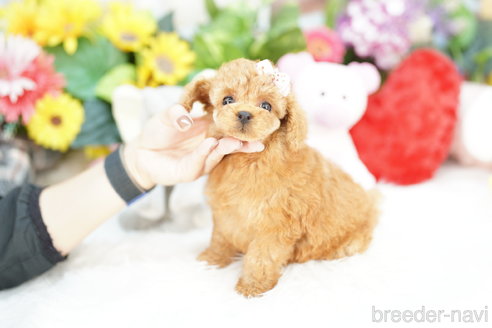 成約済の埼玉県のトイプードル-313576の3枚目