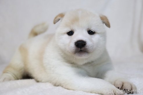 成約済の滋賀県の柴犬-311546の5枚目