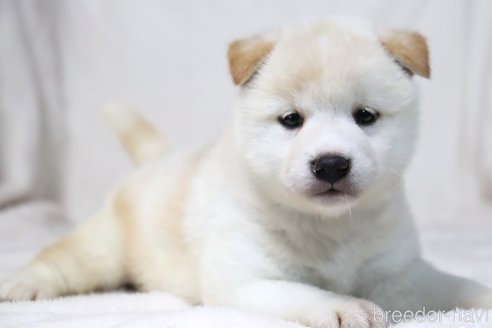 成約済の滋賀県の柴犬-311546の4枚目
