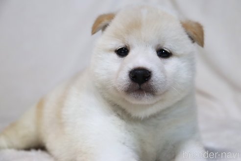 成約済の滋賀県の柴犬-311546の3枚目