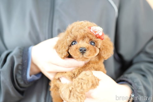 成約済の埼玉県のトイプードル-313577の3枚目