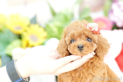 成約済の埼玉県のトイプードル-313577の2枚目