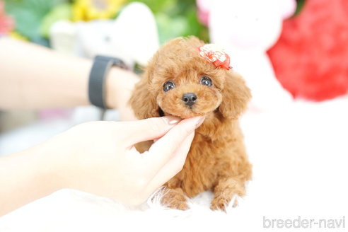 成約済の埼玉県のトイプードル-313577の1枚目