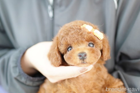 成約済の埼玉県のトイプードル-313582