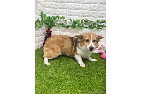 アニタちゃん1枚目