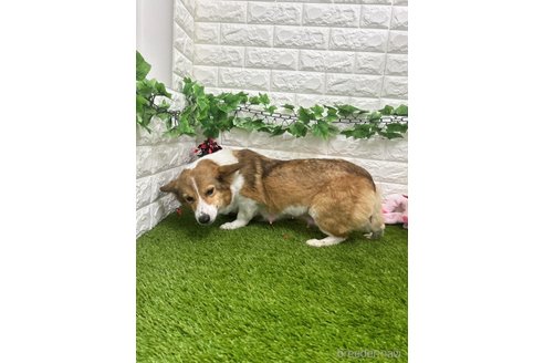 アニタちゃん1枚目