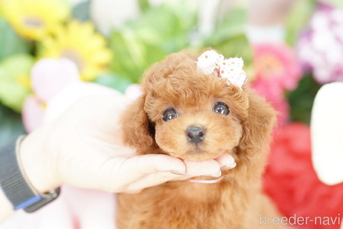 成約済の埼玉県のトイプードル-313585の5枚目