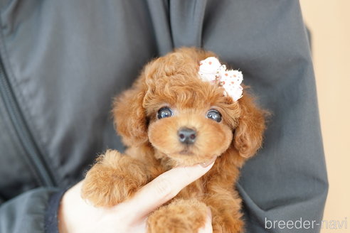 成約済の埼玉県のトイプードル-313585