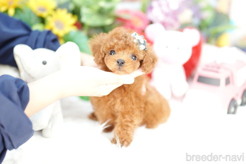 成約済の埼玉県のトイプードル-313587の4枚目