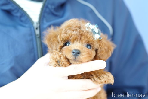 成約済の埼玉県のトイプードル-313587