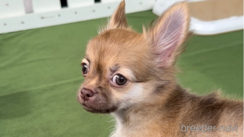 成約済の福岡県のチワワ(ロングコート)-300086の6枚目