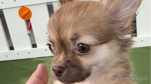 成約済の福岡県のチワワ(ロングコート)-300086の5枚目