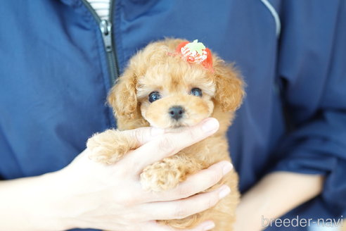 成約済の埼玉県のトイプードル-313588の4枚目