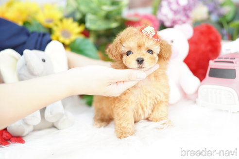 成約済の埼玉県のトイプードル-313588の2枚目