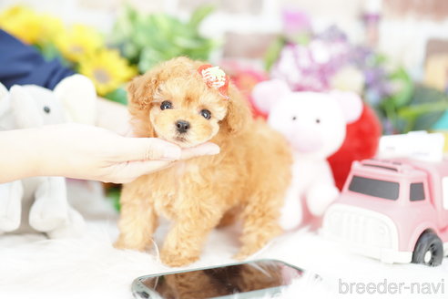 成約済の埼玉県のトイプードル-313588の1枚目