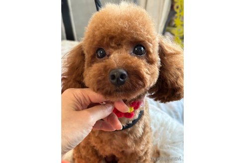 キャリーちゃん1枚目