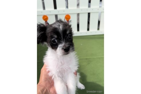 成約済の福岡県のチワマル:チワワ×マルチーズ-300308の4枚目