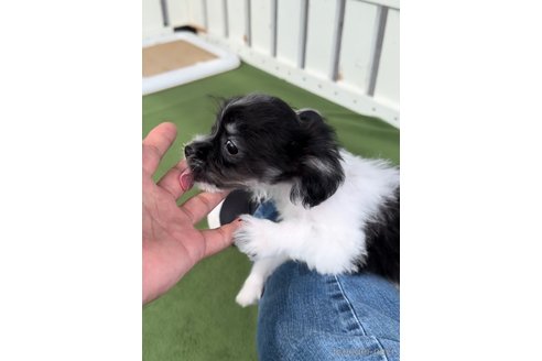 成約済の福岡県のチワマル:チワワ×マルチーズ-300308の5枚目