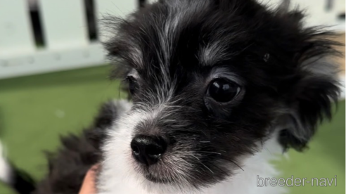 成約済の福岡県のチワマル:チワワ×マルチーズ-300308の3枚目