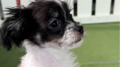 成約済の福岡県のチワマル:チワワ×マルチーズ-300308の2枚目