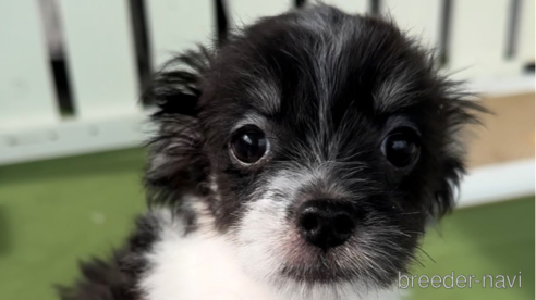 成約済の福岡県のチワマル:チワワ×マルチーズ-300308