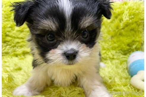 成約済の秋田県のミックス犬-311287の2枚目