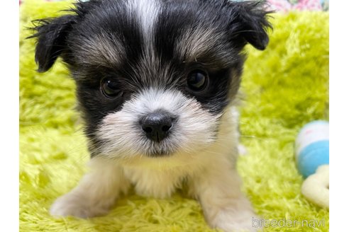 成約済の秋田県のミックス犬-311287の1枚目