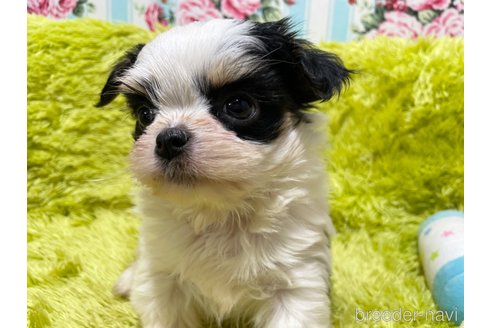 成約済の秋田県のミックス犬-311284の2枚目