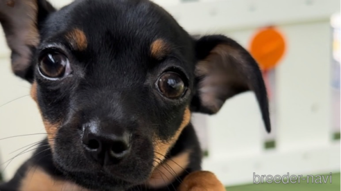 成約済の福岡県のミックス犬-302529の6枚目