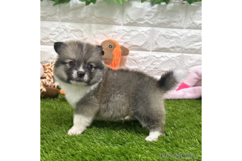 成約済の愛知県のミックス犬-313628の2枚目