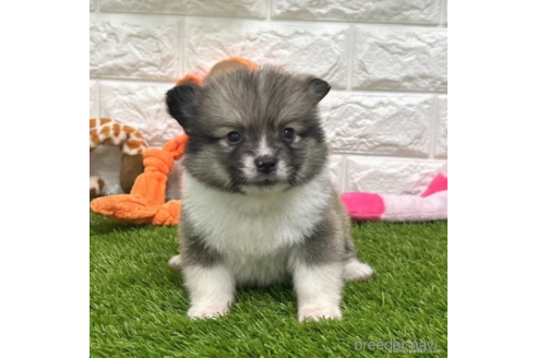 成約済の愛知県のミックス犬-313628の1枚目