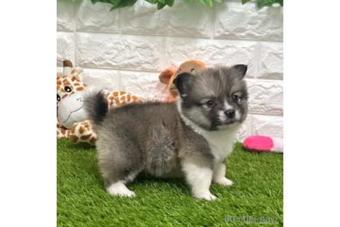 成約済の愛知県のミックス犬-313628の4枚目