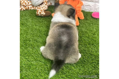 成約済の愛知県のミックス犬-313628の5枚目