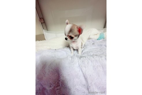 成約済の香川県のチワワ(スムースコート)-311858の2枚目