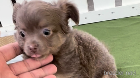 成約済の福岡県のチワワ(ロングコート)-308723の8枚目