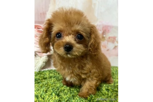 成約済の岡山県のティーカッププードル-313636の5枚目