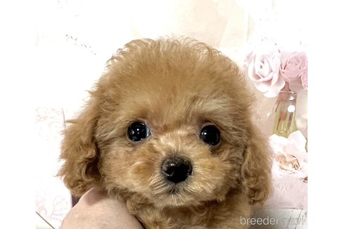 成約済の岡山県のティーカッププードル-313636の3枚目