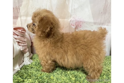 成約済の岡山県のティーカッププードル-313636の2枚目