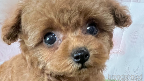 成約済の岡山県のティーカッププードル-313647の5枚目