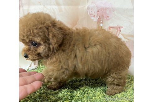 成約済の岡山県のティーカッププードル-313647の4枚目
