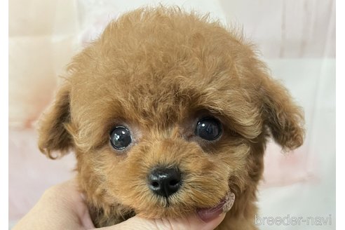 成約済の岡山県のティーカッププードル-313647の3枚目
