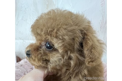 成約済の岡山県のティーカッププードル-313647の2枚目