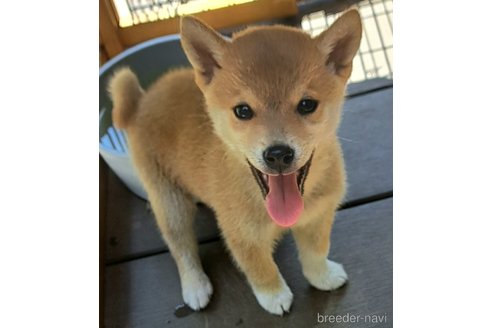 成約済の千葉県のミックス犬-305453の15枚目