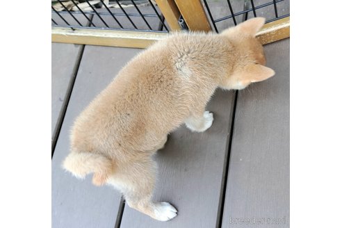 成約済の千葉県のミックス犬-305453の14枚目
