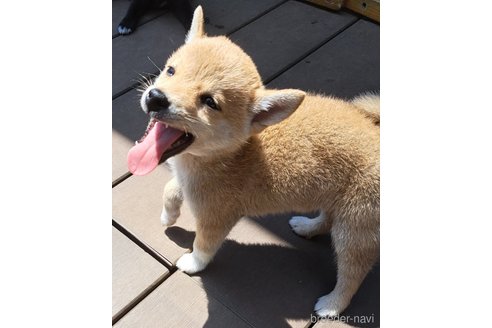 成約済の千葉県のミックス犬-305453の12枚目